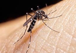 هشدار درباره شیوع تب دنگی در هرمزگان