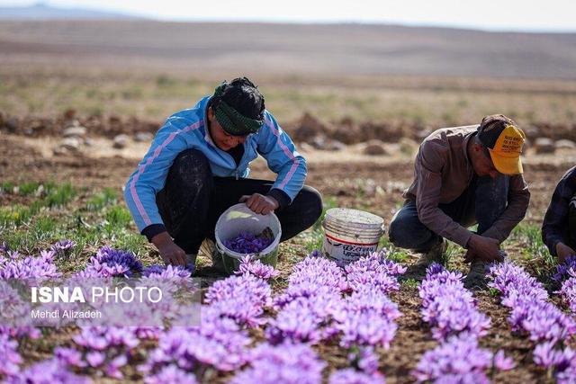 زعفران وامنان؛ طلای سرخ کشاورزی پایدار در گلستان