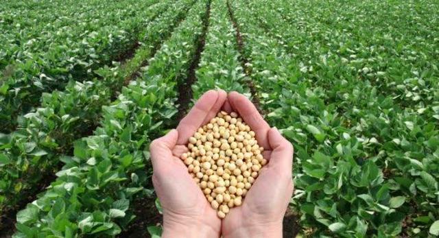 آغاز پرداخت وجوه خرید سویای کشاورزان با قیمت تضمینی