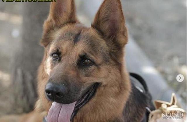 ببینید | پایان غم‌انگیز شجاعت‌های تیدا