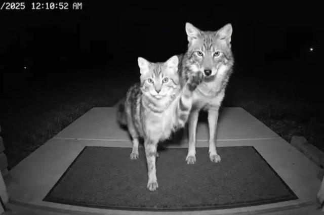 چگونه هوش مصنوعی کودکان و حیوانات را به کشتن می‌دهد؟