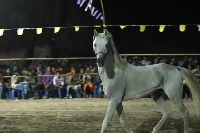 برگزاری دومین جشنواره زیبایی اسب در رودان