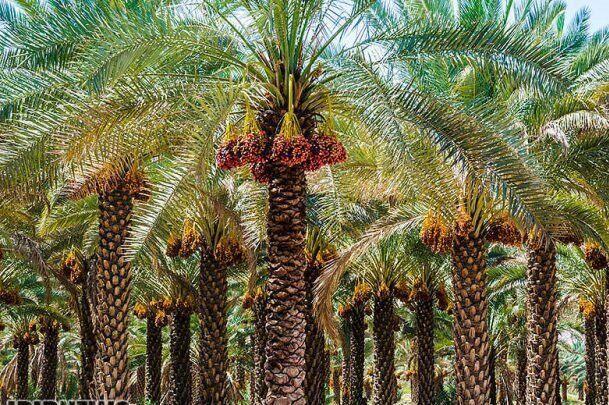 حال نخل‌های اراک خوب است؛ سبز و سرحال در جای جدیدشان