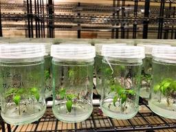 تولید سالیانه ۳۰ تا ۵۰ هزار اصله نهال در آزمایشگاه تخصصی کشتبافت گیاهی همدان