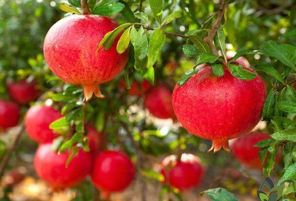 برداشت هزار و ۵۰۰ تن انار و رواج گردشگری کشاورزی در اردبیل