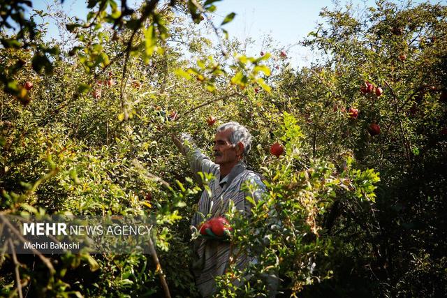 انارچینی در باغ تاریخی ۲۰۰ ساله قم
