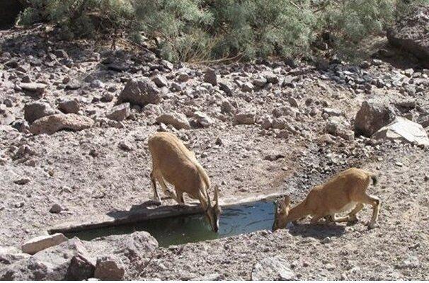آبشخورهای حیات وحش شهرستان رودان ضدعفونی شد