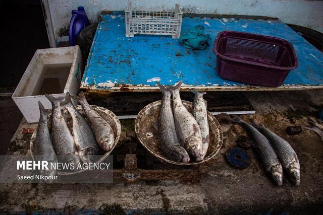 اینفوگرافیک؛ افزایش چشمگیر صید ماهیان استخوانی در گیلان