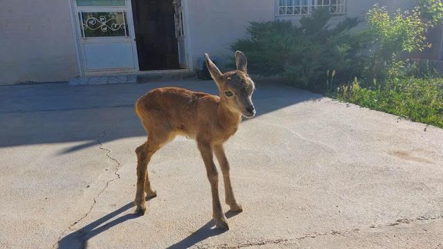 ورود میش وحشی به معابر شهری لواسان