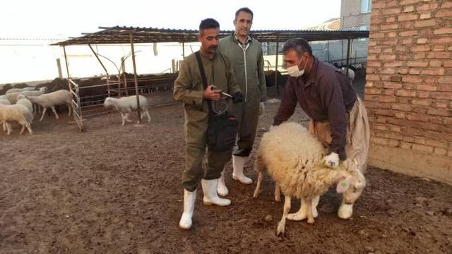 واکسیناسیون ۲۳۹ هزار دام علیه تب برفی در شهرستان سقز