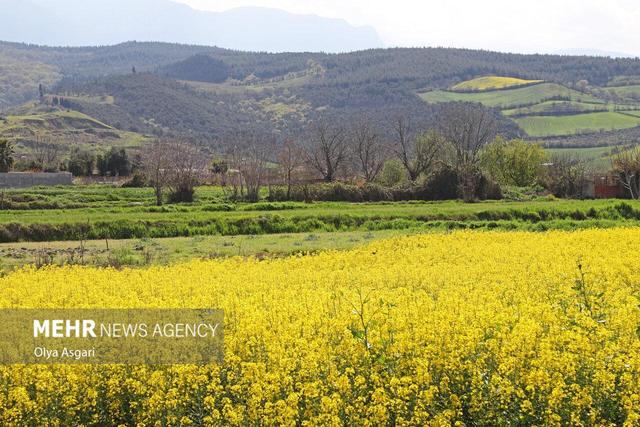 عسکری: سبزینگی مزارع کلزا در گلوگاه هنوز پایین است