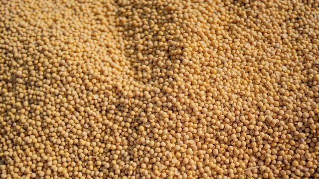 واریز ۷۵ میلیارد تومان برای تسویه مطالبات کشاورزان سویاکار