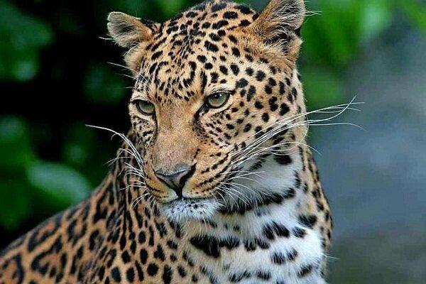 مشاهده دو قلاده پلنگ در منطقه چاشلوبار