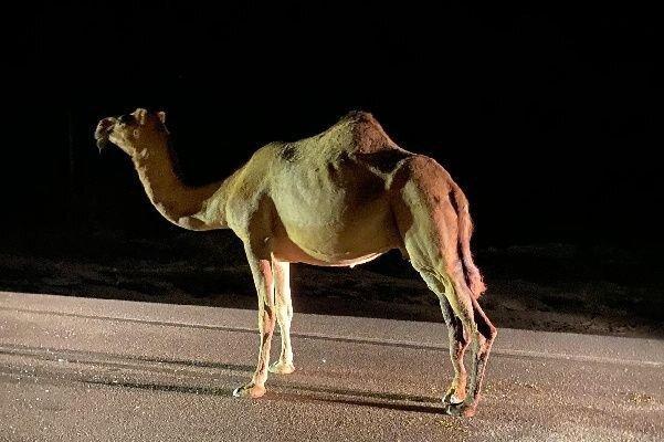 تصادف با شتر این بار به خیر گذشت