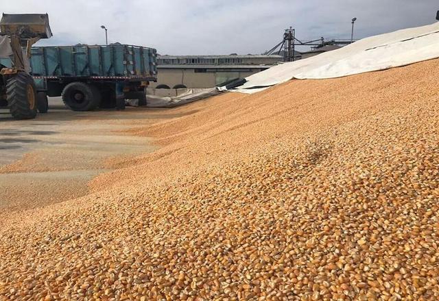 تولید و توزیع بیش از ۴۲ هزار تن کنسانتره دامی در بین دامداران آذربایجان غربی