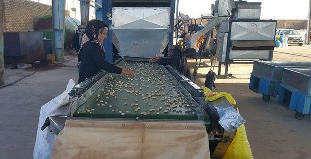 فیلم| مراحل پوست‌کنی، تفکیک و خشک کردن پسته در تربت‌حیدریه