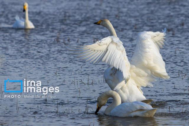 مهاجران سپیدبال خراسان شمالی با چمدانی از دلهره