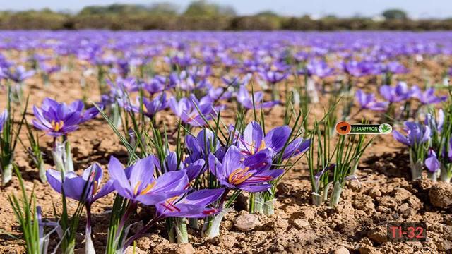 افزایش تولید طلای سرخ در کهگیلویه و بویراحمد و ضرورت توسعه کشت