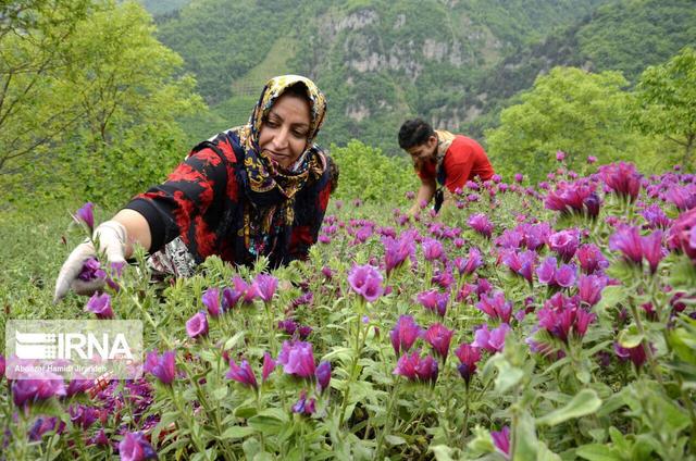 برداشت رونق اقتصادی در مازندران با کشت گیاهان دارویی