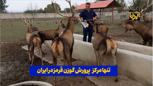 فیلم| تنها مرکز پرورش گوزن قرمز در ایران
