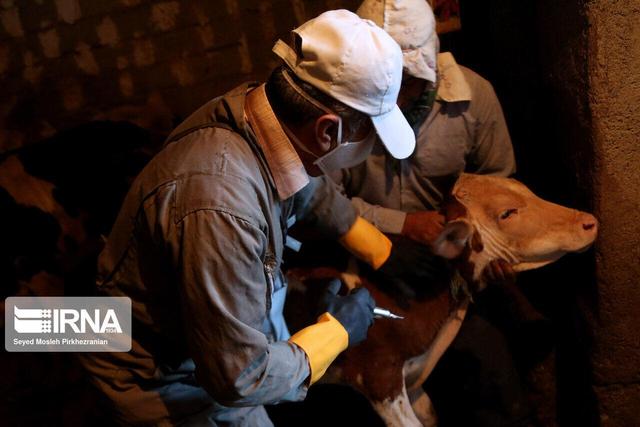 تب برفکی با سویه جدید تا کنون در خراسان رضوی گزارش نشده است