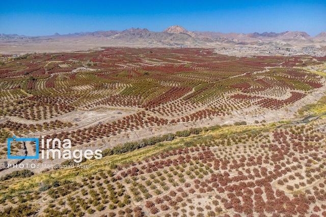 صدور ۹۹ مجوز بی‌نام سرمایه‌گذاری برای توسعه بخش کشاورزی در خراسان‌ جنوبی