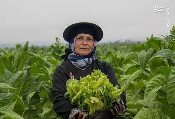 عکس/ برداشت توتون در گلستان