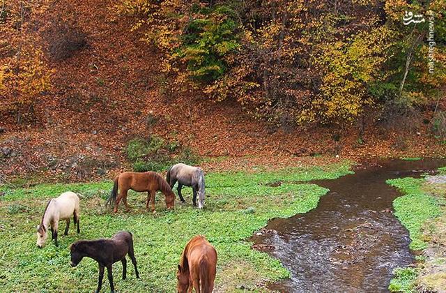 عکس/ سمفونی رنگهای پاییزی در کوهستان چالوس