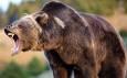 لحظه حمله خرس به محیطبان بعد از آزادسازی در طبیعت! (فیلم)