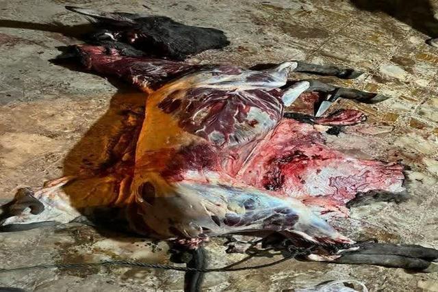 دستگیری عوامل کشتار غیرمجاز الاغ