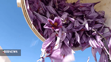 زعفران؛ محصولی کم‌آب بر و پرسود برای کشاورزان زنجانی