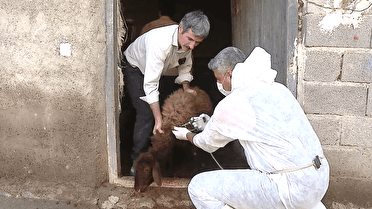 واکسیناسیون دام‌ها در زنجان علیه سویه جدید تب برفکی