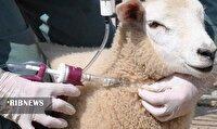 واکسیناسیون دامهای کردستان علیه بیماری تببرفکی