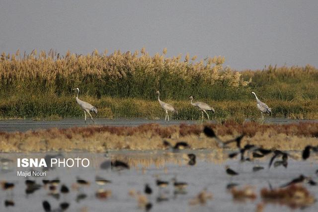 مهمانان گاوخونی و بختگان راهی میقان شدند/فشار نگران‌کننده بر منابع غذایی تالاب