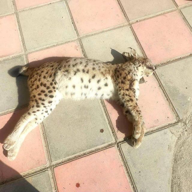 مدیرکل حفاظت محیط‌زیست کردستان: سیاه‌گوش در خطر انقراض قربانی تصادف جاده‌ای در سنندج شد