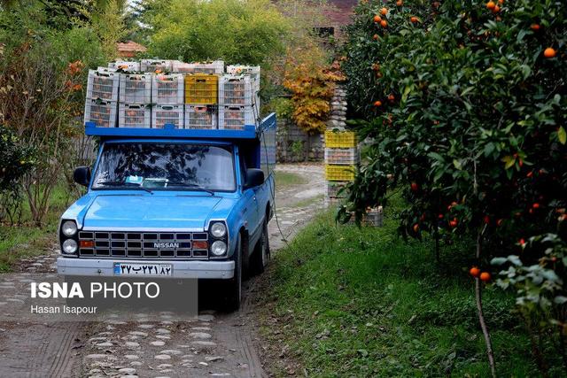 رؤیای دلارهای رنگی در سایه چالش‌های دیرینه باغداری مازندران