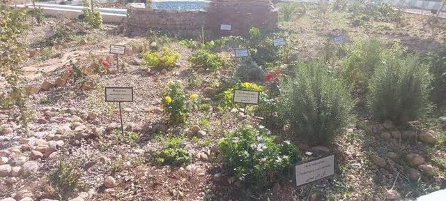 مرکز حفظ ذخایر ژنتیکی گیاهی و چوبی در استان ایلام راه‌اندازی شد