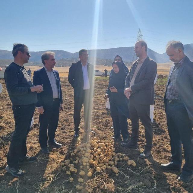 برداشت سیب‌زمینی بذری در چرداول آغاز شد