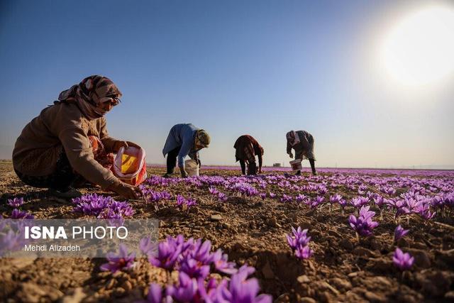 دانش فنی گیاهان دارویی در انتظار حمایت دولت برای تجاری سازی