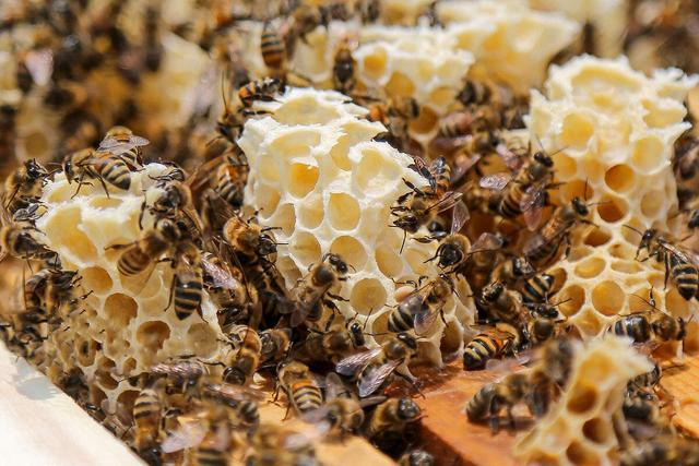 آیا عسل طبیعی شکرک می‌زند ؟ ؛ روش صحیح نگهداری عسل | خوردن عسل شکرک زده خوبه یا نه ؟