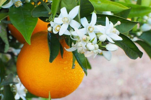 پوست پرتقال را دور نیندازید | راه‌های ساده مصرف پوست پرتقال