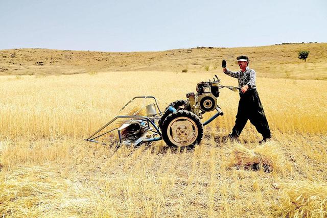 از هشت تُن، یک تُن برای امام هشتم(ع)