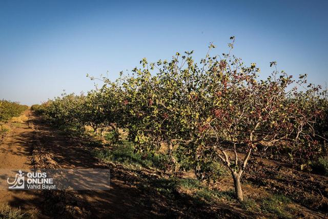 شناسنامه‌دار شدن ۲ هزار هکتار از باغات اسفراین