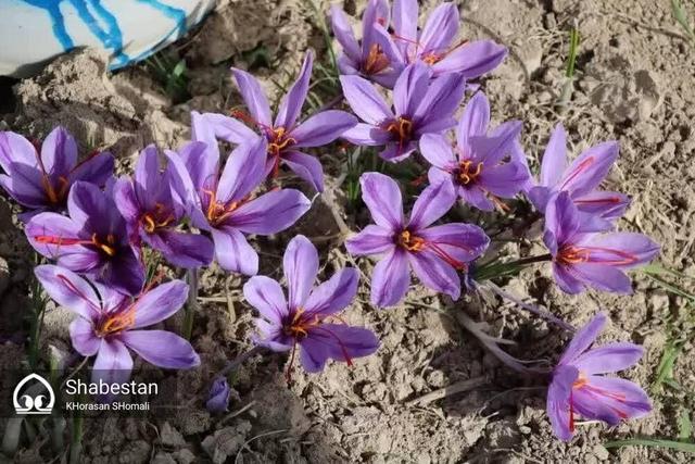 قاچاق ماهانه ۱۰ تن زعفران از کشور