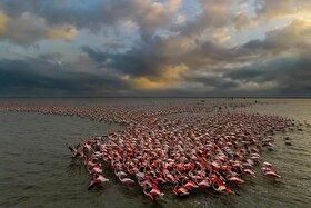 ویدئو| حضور نادر فلامینگوها در ساحل جزیره کیش