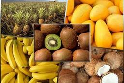 تولید سالانه ۲۹۷ هزار تن میوه گرمسیری در سیستان و بلوچستان