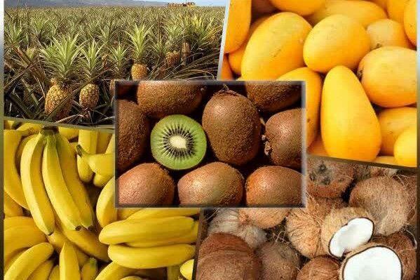 تولید سالانه ۲۹۷ هزار تن میوه‌ گرمسیری در سیستان و بلوچستان