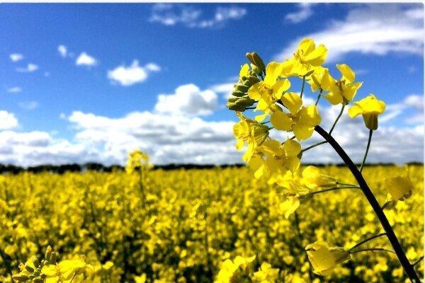 زینی وند:کشت دانه‌های روغنی در دره‌شهر ۱۰۰ درصد افزایش یافت