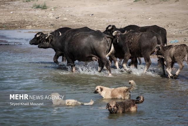 حسنی: بهشهر در آستانه تبدیل شدن به قطب پرورش گاومیش شمال است