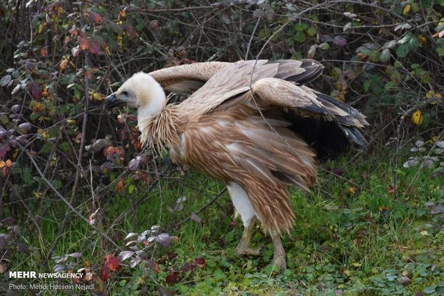 رهاسازی کرکس تیمار شده در ارتفاعات گردنه حیران آستارا